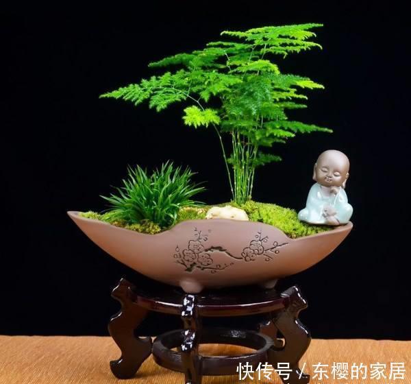 「形态」养文竹要避开三个“雷区”,才能让它形态优美