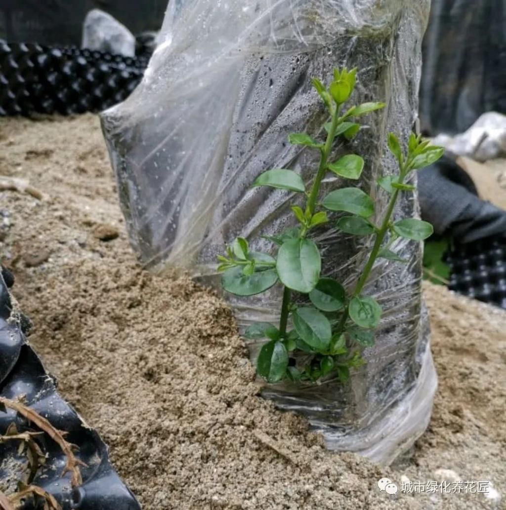  桩头|金弹子下山桩头素沙深埋抽芽成功，什么时候晒太阳好，晒晒更健康