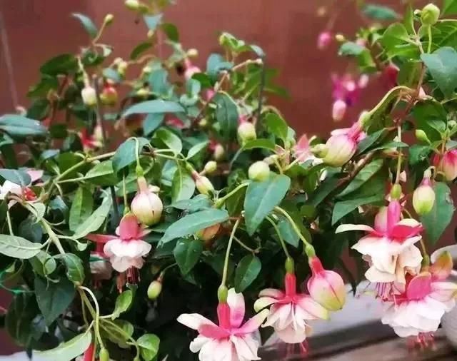  漂亮：10种漂亮的盆栽花，1年365天都开花，栽上1盆，天天有花看