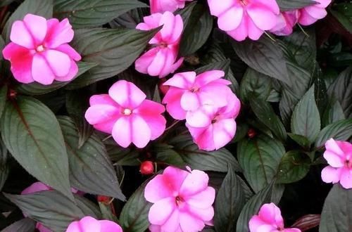  「要注意」新几内亚凤仙花常年可开花，可为啥容易感染白粉病呢？