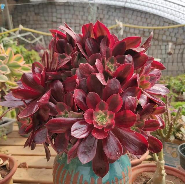  【法师】养法师，注意2个“细节”，叶片黝黑肥厚，颜值越来越高