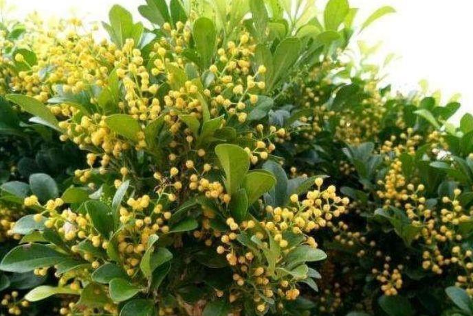  蓝眼睛：适合家养的5种花，非常喜欢光照，平时养在阳台，花量大花期长