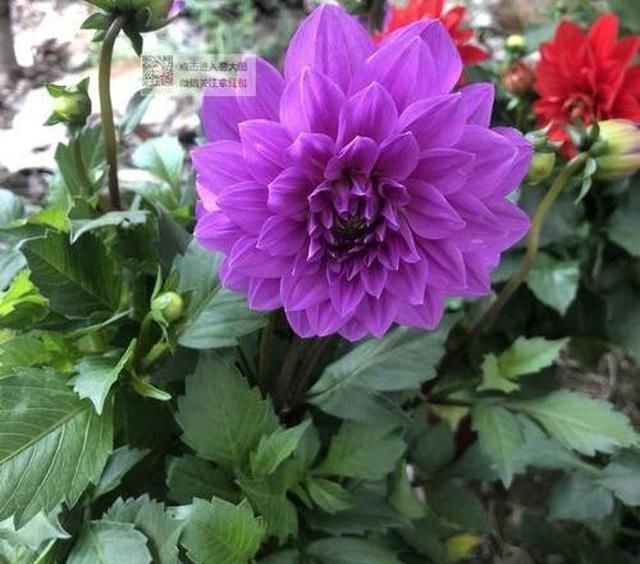 家里■家里有这“4种花”,4月多晒一晒,叶片绿、开花旺,植株抗性强!