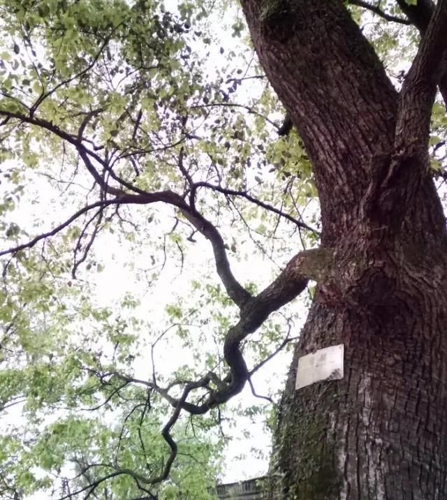 『观赏价值』庭院中种什么树木最合适,千万别种错了!