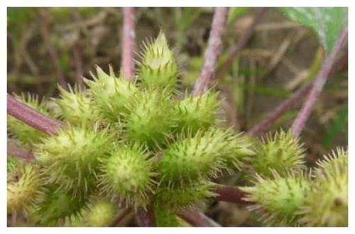 农村带刺的野果子，植株还能治感冒，70后都认识，你们见过吗