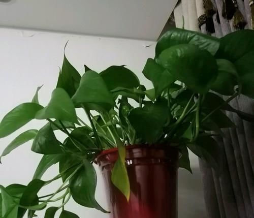  #绿萝#绿萝太密了该如何分盆？脱盆分株和砍头扦插，长势旺叶片绿油油