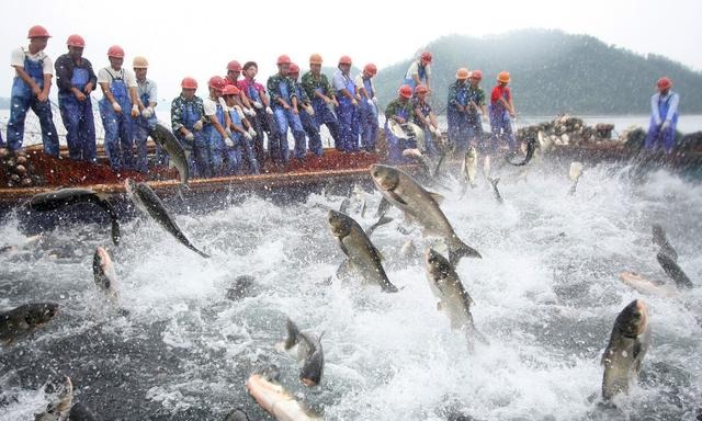  【生态】林鸡鸭猪鱼五位一体立体生态高效养殖（实用）
