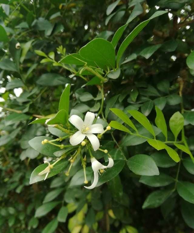  千里香|路边这种开着白色花朵的植物为何叫千里香呢？