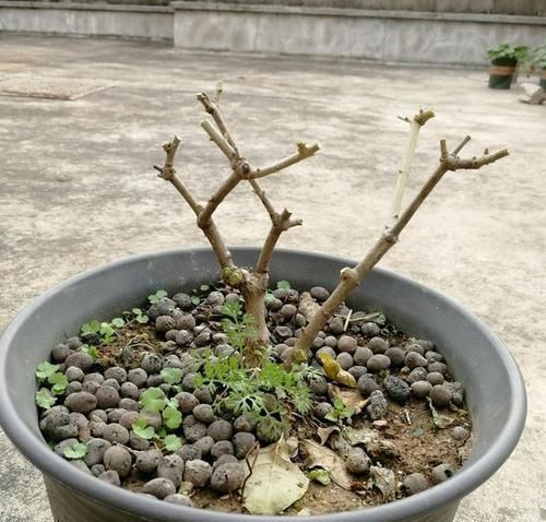 「技巧」茉莉花修剪和开花枝条的关系？茉莉花连续不断开花的修剪技巧？