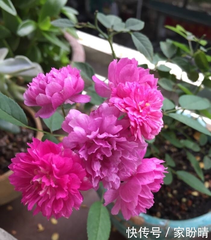 「有花赏」小阳台就养微月“四剑客”,只需养一盆,天天有花赏