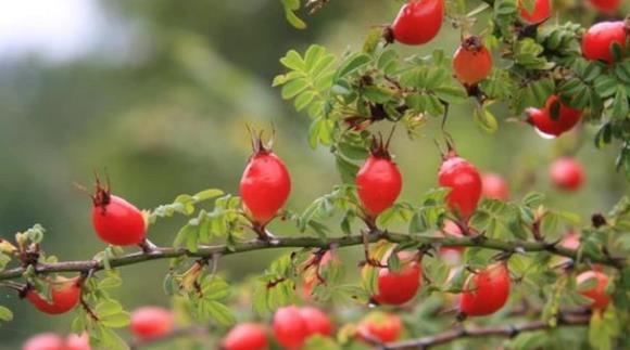  「买不到」山中有一野果，名为“糖琅”，农民不愿收获，有人想