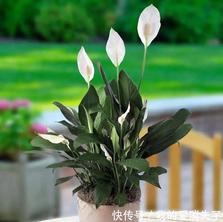  #调节室内的空气湿度#室内养植物，就养它们，好看还对空气好！