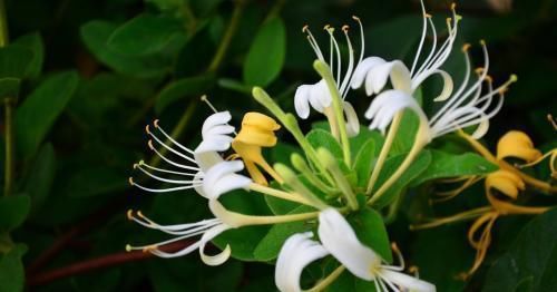  『银花茶』家里养金银花，好处多，实用价值大！