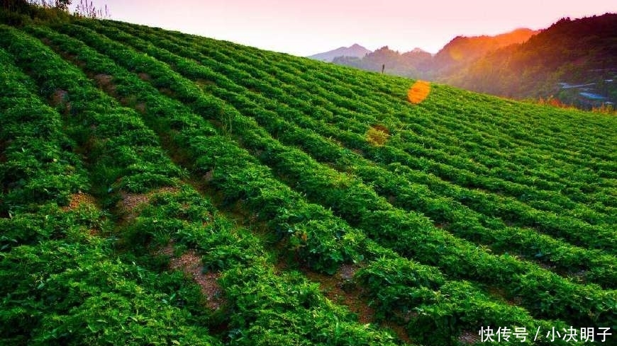 未来5年，农村4种人将‘暴富’，就看你敢不敢干，敢做就有机会