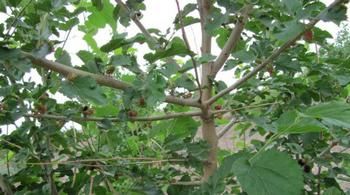  银杏|农村人都从来不敢把这种树种在院子里