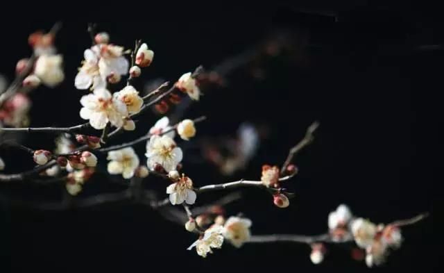 【花中】中国10大名花,哪个是你的最爱?