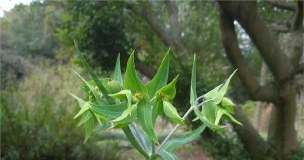  价格|农村的一种野草，汁液却能生产柴油，价格18元一斤