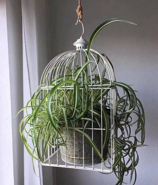  [植物]吊兰的植物美学：这几款美美的吊兰，你最爱哪一款？
