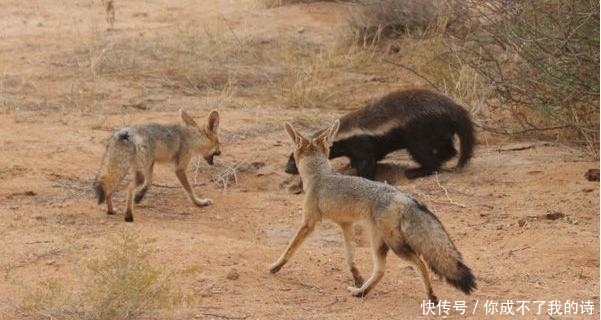  「南非」南非狐夫妇为护幼仔不惧蜜獾，狭路相逢勇者胜，平头哥怂了！