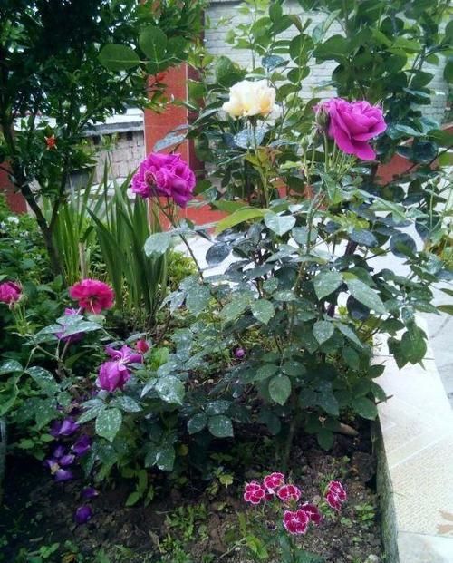  [生活]40岁之前，赚钱养家，40岁之后，种菜养花！