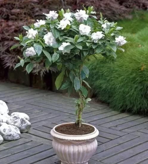 『花钱』赵大哥养栀子花,用“它”做自制肥,几乎不花钱,1次开花上百朵