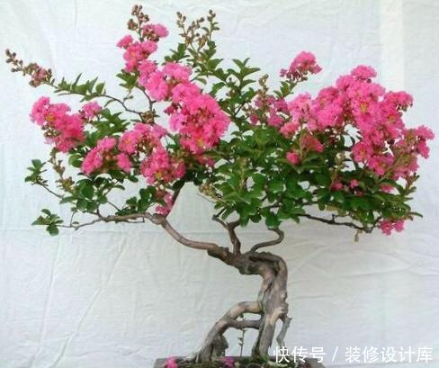  轻松■捡回“2种”小种子，扔花盆里，30天长出盆栽，轻松养出名贵绿植