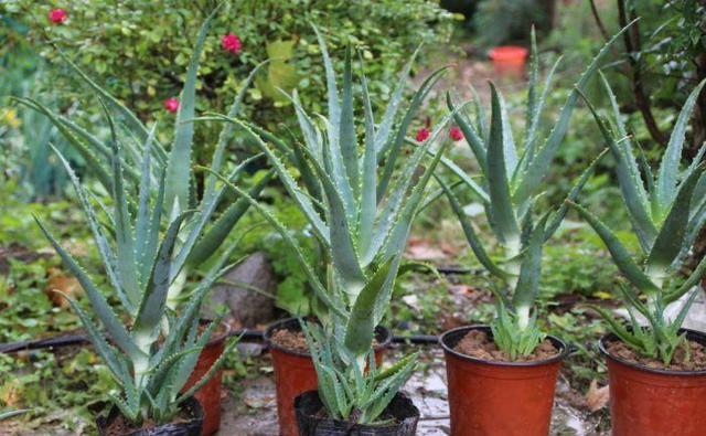 『盆栽』小盆栽养成树,当成传家宝都不为过,搬家都费事