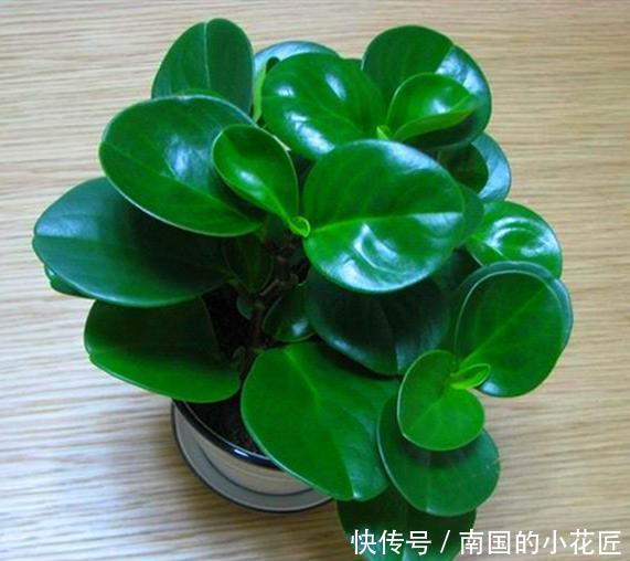  「几花」这几花“旱着”养，水浇多了就烂根，到了夏天也要如此