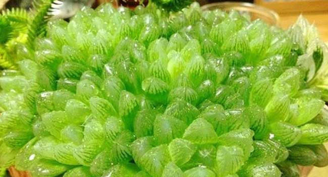  植物：草玉露怎么养?多肉植物草玉露的养殖方法