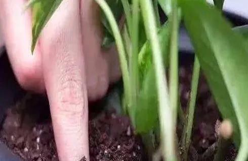  『浇水』三年了，养的植物就是不开花！还分公母？哪里出问题了呢？