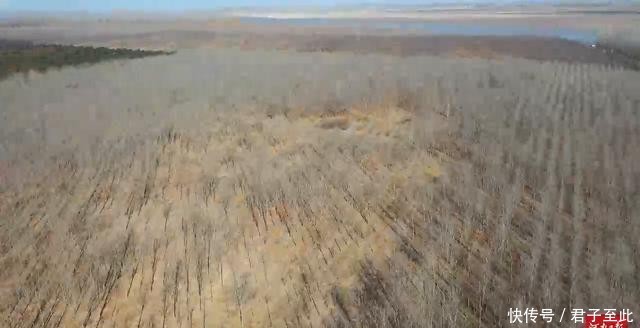  【生态】金视界丨黄河生态廊道：百万新苗初长成 蜿蜒起伏美如画