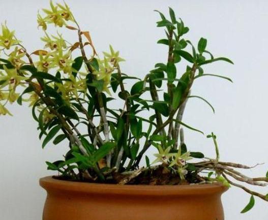  #居家#家中养花得注意：这6款植物贼适合居家盆栽，好看又好管理