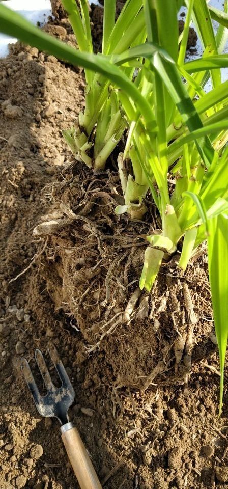  『大白』3种“吃土花”，1年不换盆，大白根挤满整个盆，土都被“吃”光