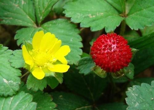 农村里的“野果”，很多城里人叫不全名字，全吃过才算“农村娃”