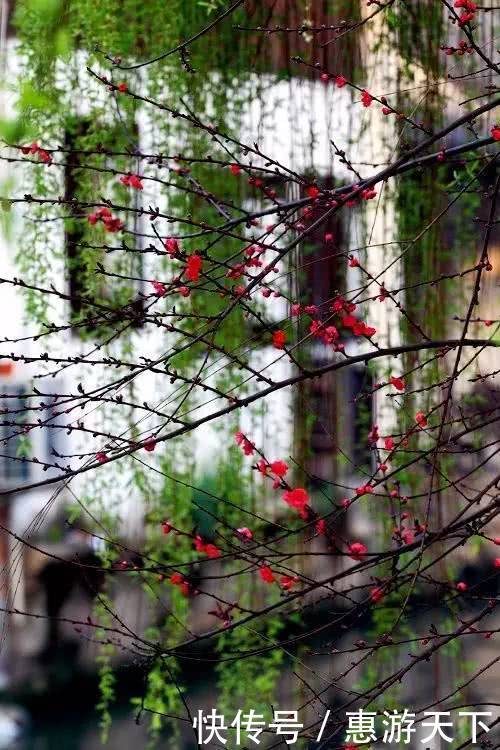 人间三月,桃红柳绿,杏花春雨,最美江南!