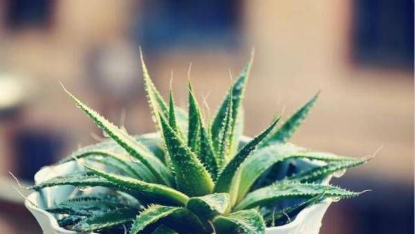 生长发育|农业:盆栽芦荟的管理