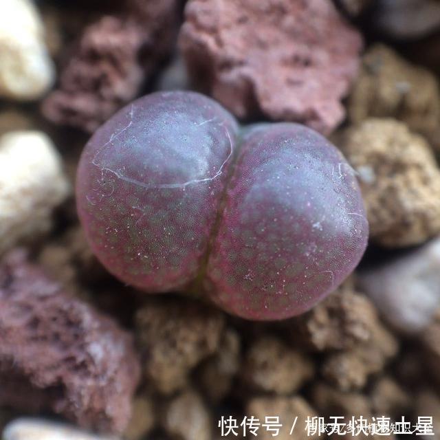  『植物』春天买的多肉植物们，花了几百块，不知道亏了吗