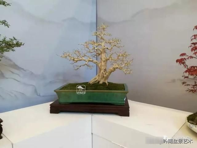  「作品」有年功的盆景，品相好，价值高！