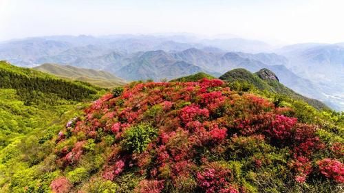  品种@300多个品种！临平公园杜鹃已经盛放！另有千亩花海即将红遍山野