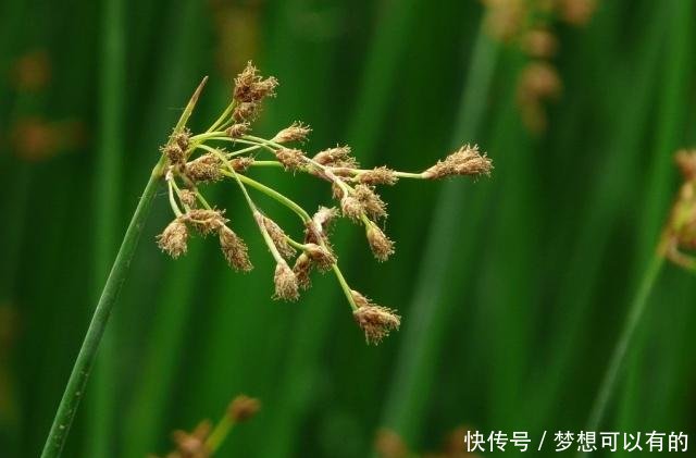 农村这野草远看状似“小麦”，价值竟也“不相上下”！