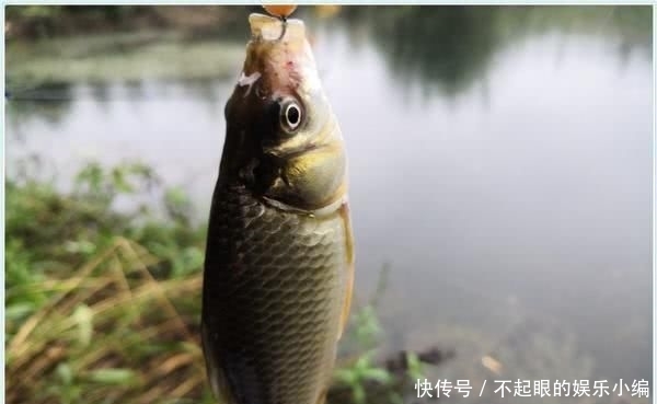  顾不上：野河钓鲫，环境优美，恰似人间天堂，却遭遇“电工”洗劫