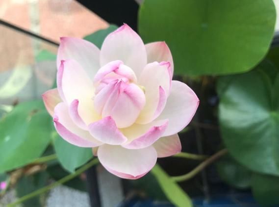  「分得清」碗莲、荷花、睡莲、一叶莲，你都分得清吗？