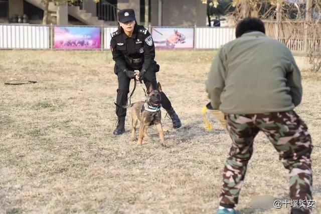  警犬：一大波超萌犬来啦！北京首批警用克隆犬正式上岗