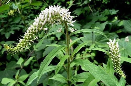  『营养』农村常见野草，过去农民嫌影响作物直接拔除，今成高档菜一斤10元