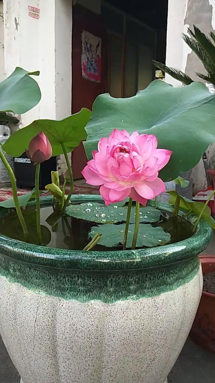  「随便」3种皮实花，随便撒土里就能长一大片，农村常见