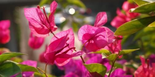  [喜欢]喜欢菊花，那就养盆“珍贵名菊”金凤还巢，似金凤飞舞，高贵优雅