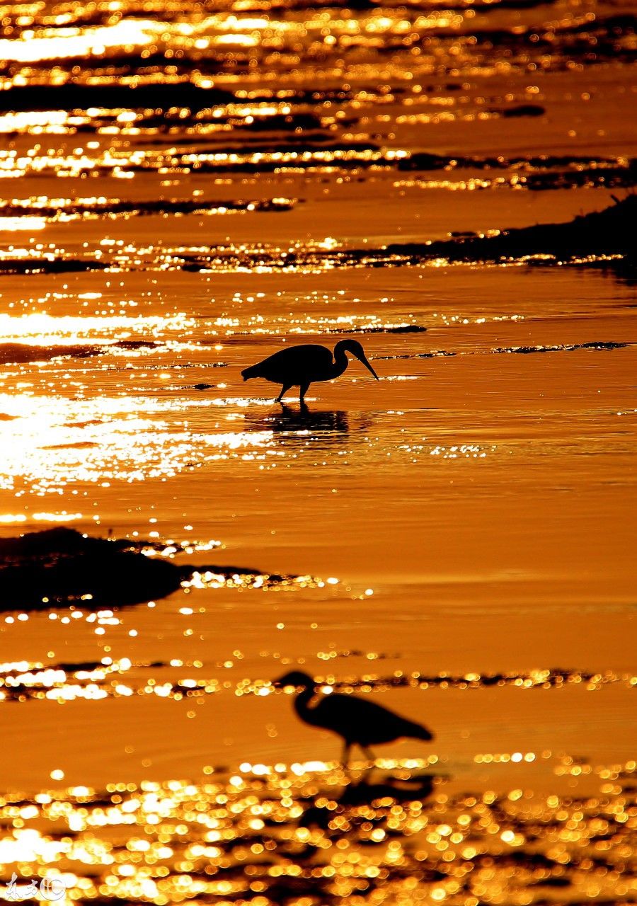安徽:秋日夕阳映白鹭
