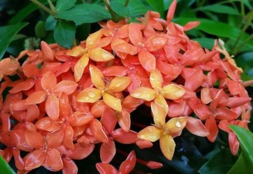  #较多#四季花开不停的龙船花，比绣球花好养，被人称作水绣球花