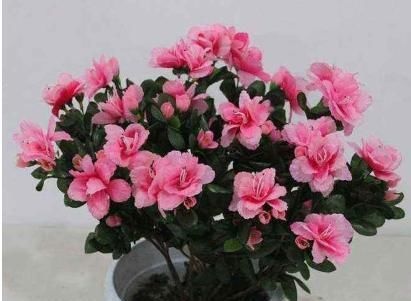 呼呼:小花匠养兰花,2种“植料”一搭配,从来不烂根,呼呼开花冒新芽