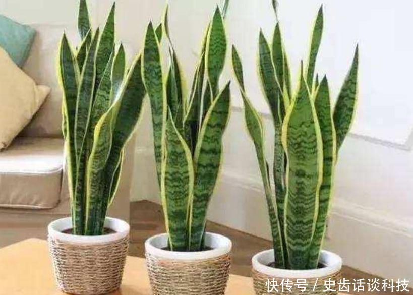  「虎皮兰」卧室就养“3种花”，赏心悦目，清香安神，改善睡眠质量！